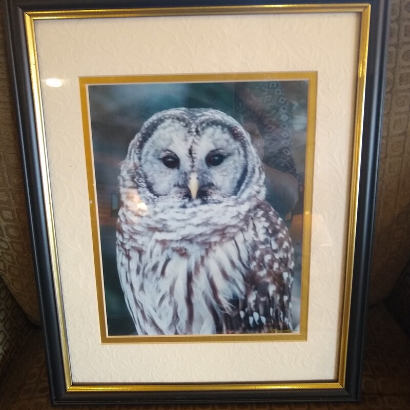Young Barr Owl Photo

Framed and matted photo of a young Barr Owl.

Size: 16 in wide X 12 in high
