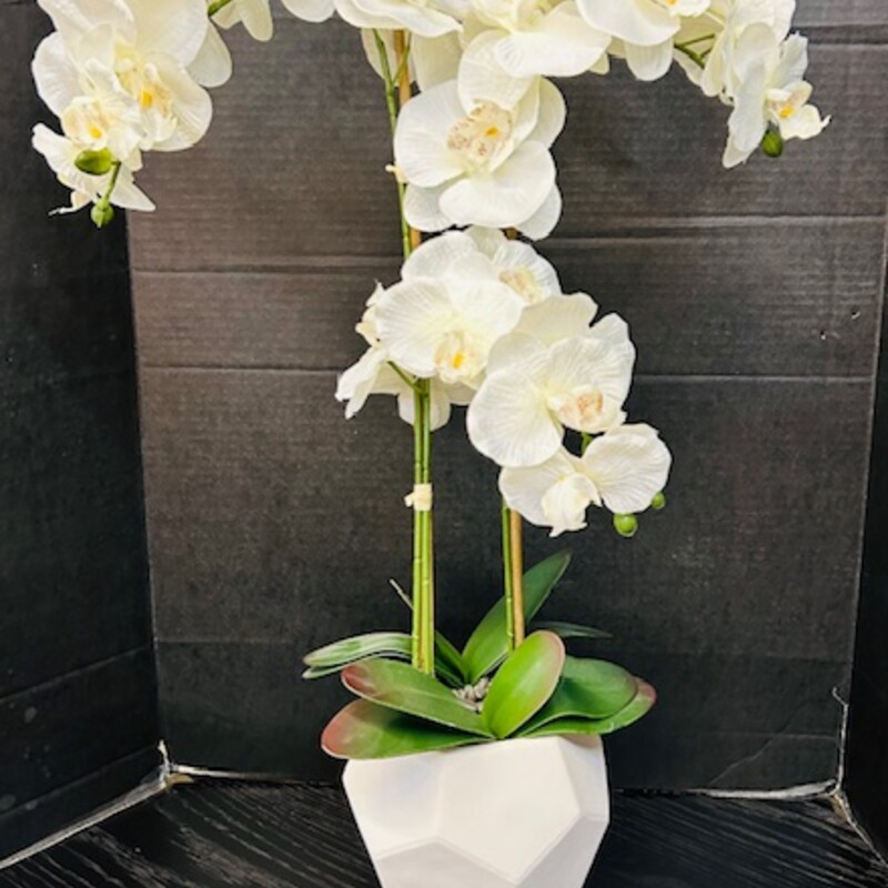 Orchids In Geometric Pot,
White and green
Size: 18x28H