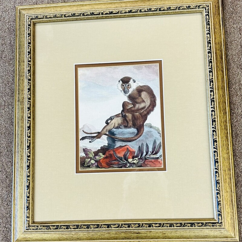 Monkey Sitting on Stone Gold Frame
Gold Brown Red Gray
Size: 14.5 x 16.5H