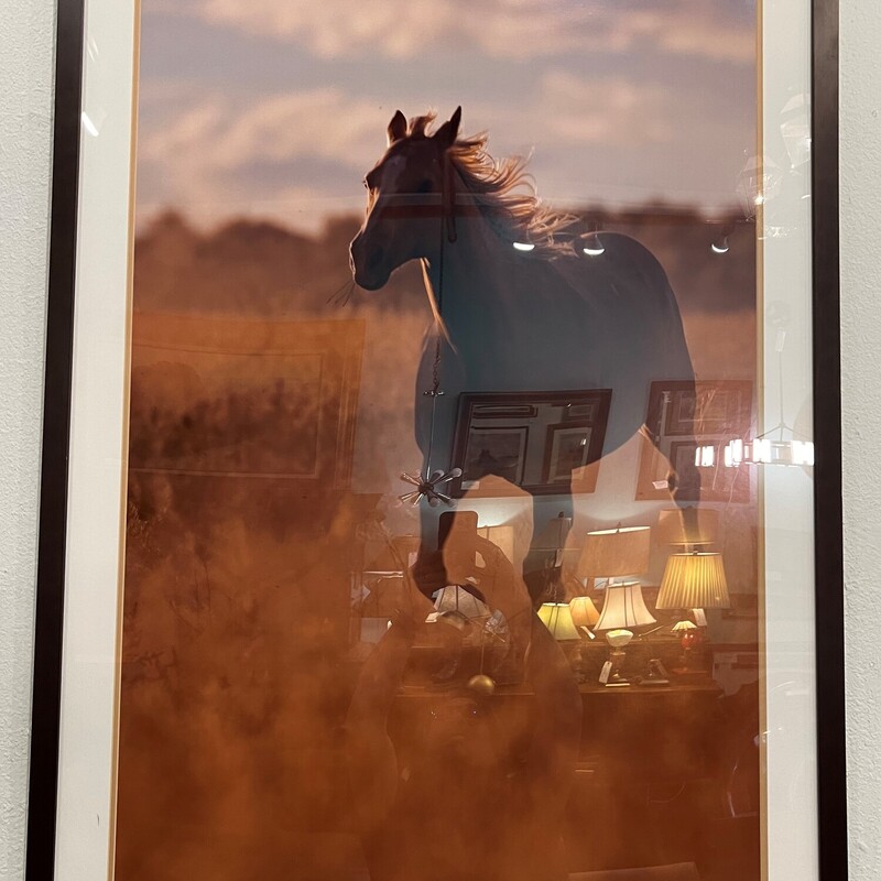 Horse Running Photograph