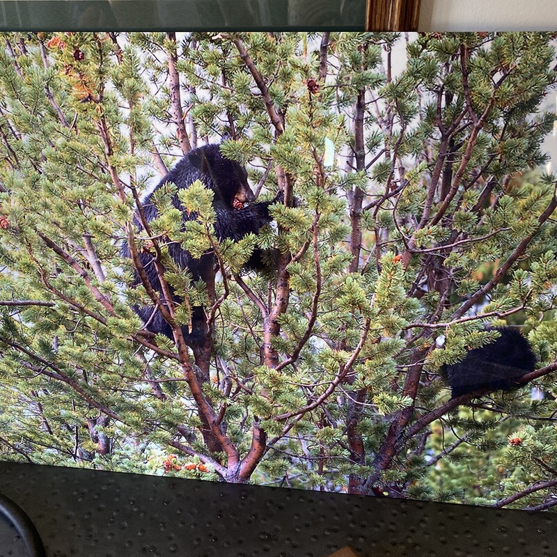 Bears In The Trees

Size: 24Wx16H