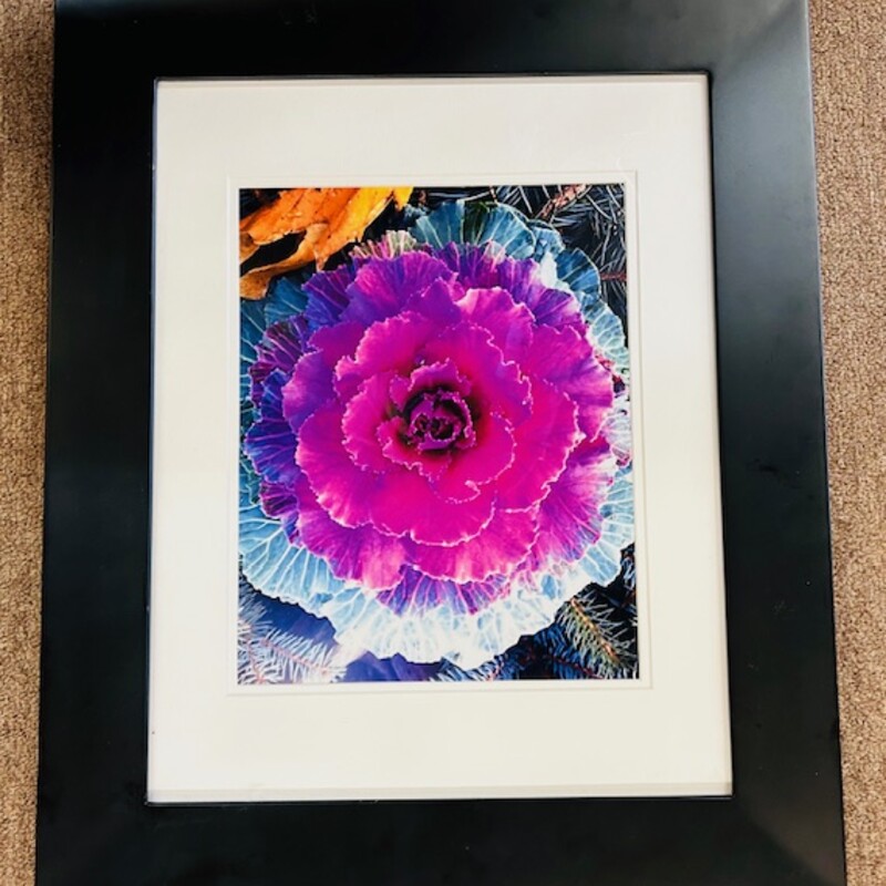 Photograph Of Cabbage
Pink/Purple Green Orange in  Black Frame
Size: 15x18H