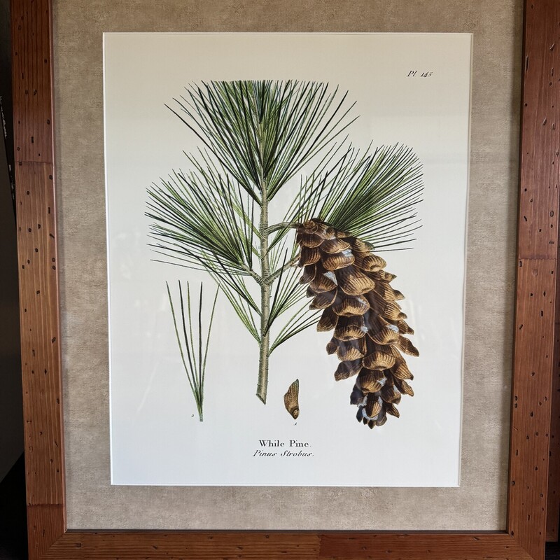 Framed Pinecone Prints<br />
Professionally Framed<br />
Size: 23 X 27