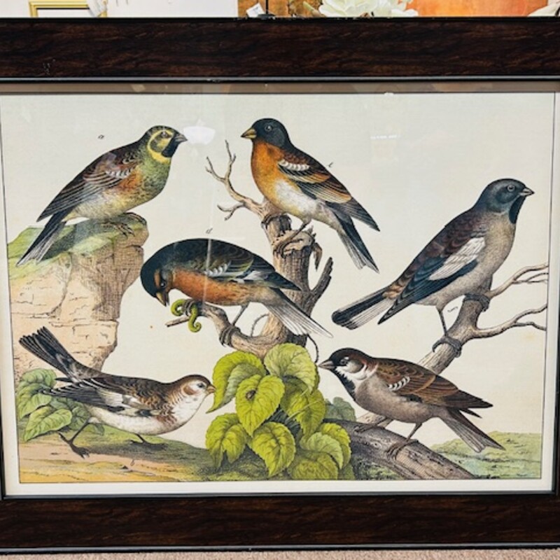 Arhaus Multicolored Bird Artwork Print
Brown Green Orange White Size: 36 x 28H