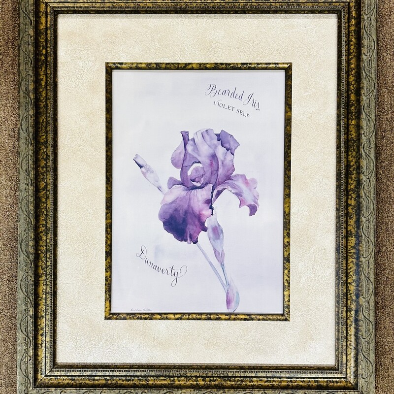 Bearded Iris Ornate Framed Print
Gray Gold Pink Tan Size: 20 x 24H