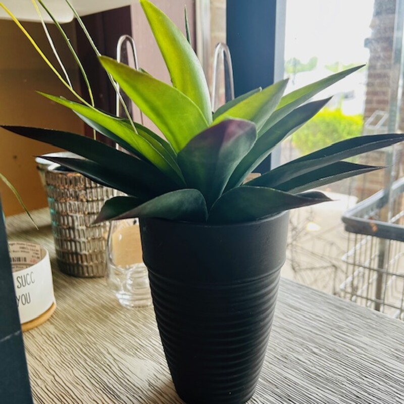 Snake Plant in Ribbed Pot
Black Green Size: 11 x 11H