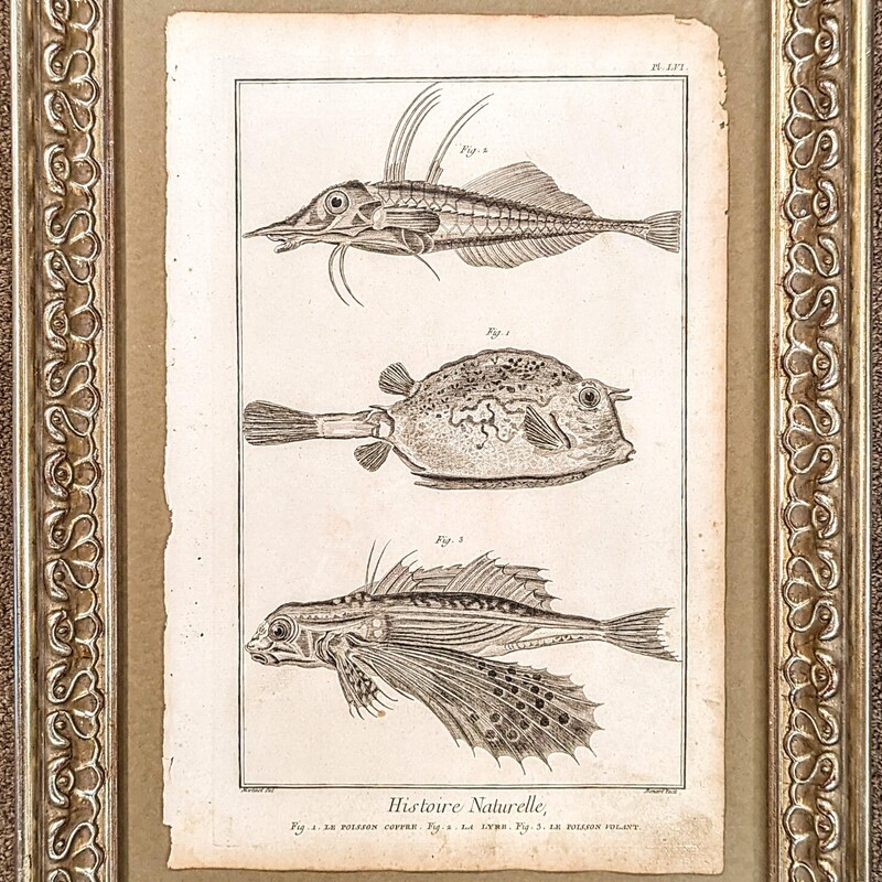 Copper Fish Engraving Artwork in Ornate Frame
Gold Cream Gray Size: 14.5 x 20H
DiDerot Encylopedia
Recveil De Planches Surles Scires
Paris 1752 - Copper Plate Enrgraving