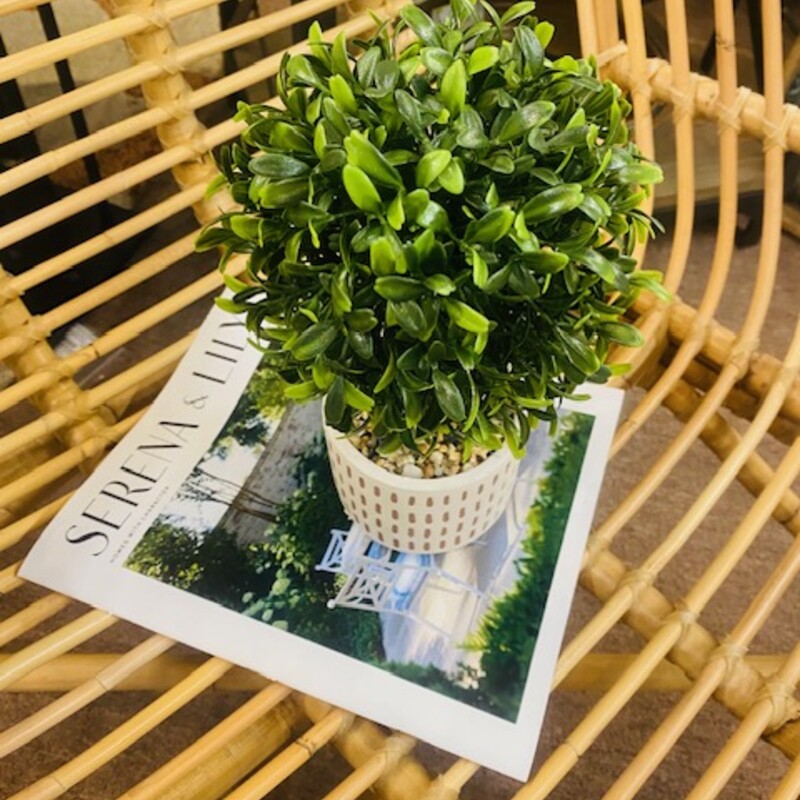 Boxwood In Textured Pot