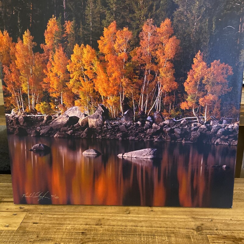 Fall Aspen Canvas