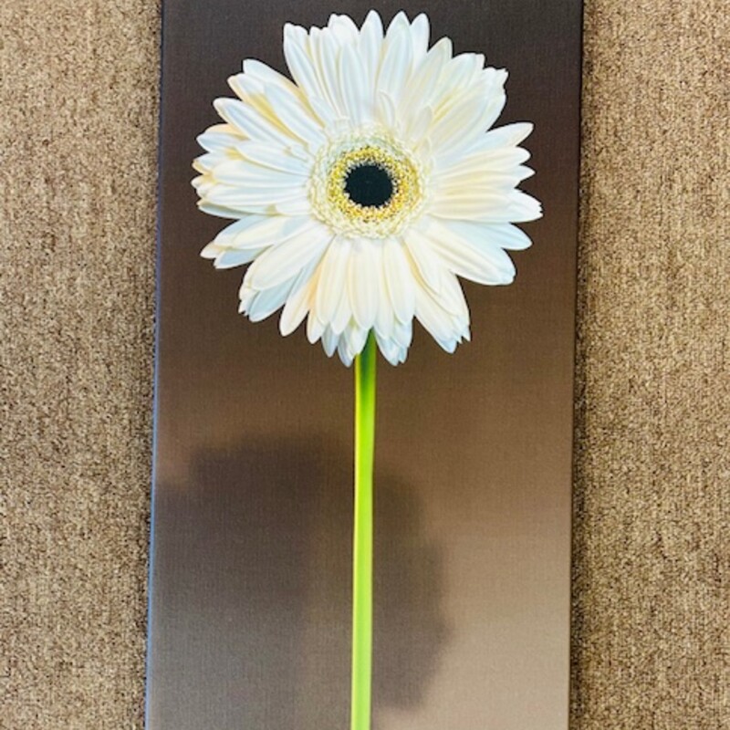 Paul Duda Daisy Canvas
Brown White Green Size: 10.5 x 20H