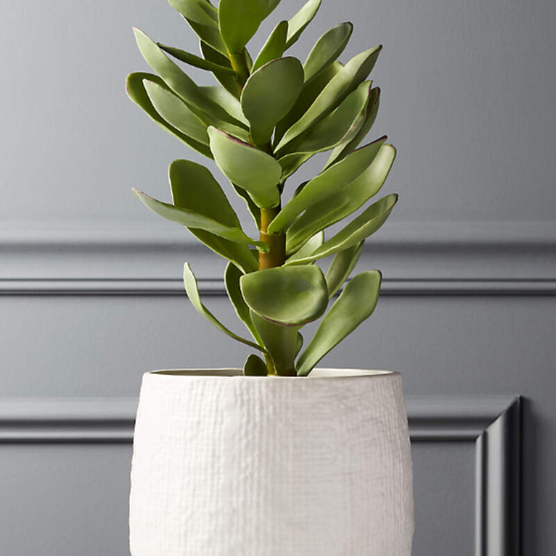 CB2 Potted Succulent
White Greem Size: 6.5 x 14H
Retails: $49.95