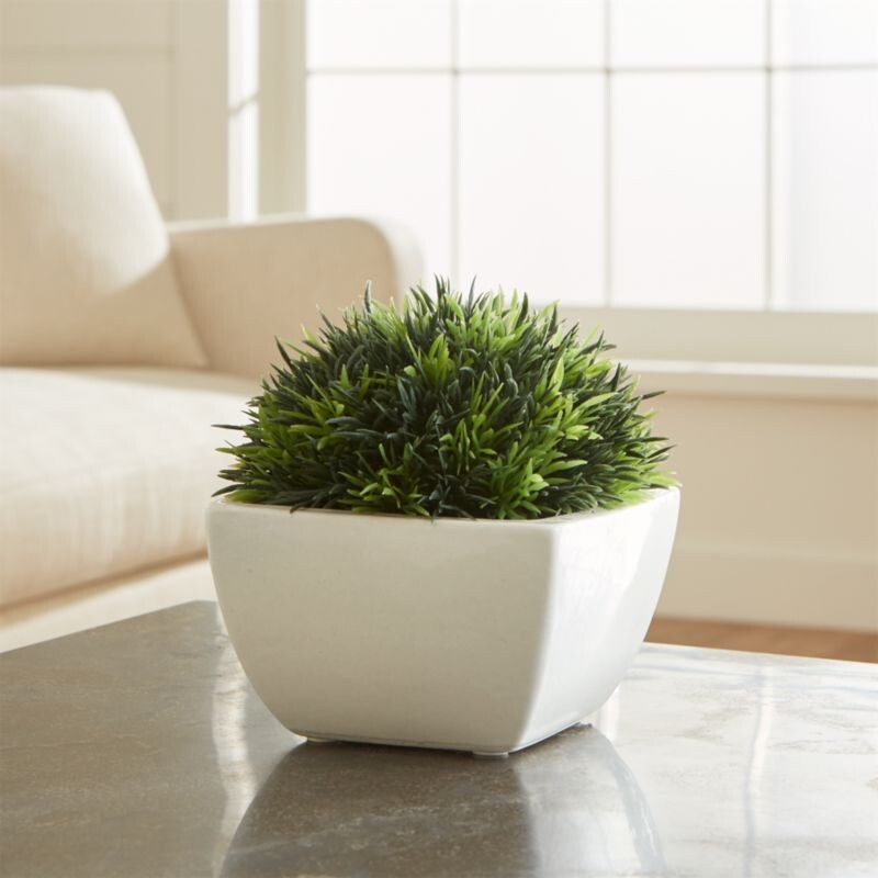 Crate & Barrel Potted Moss In Pot
Green White Size: 6 x 6.5H