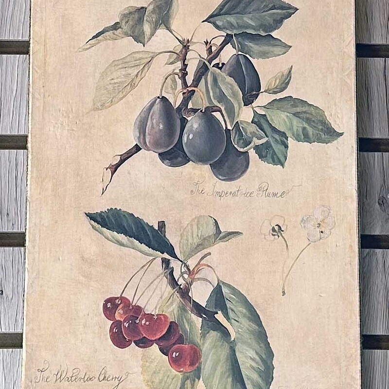 Cherries/Plum Canvas
10 In x 14 In.