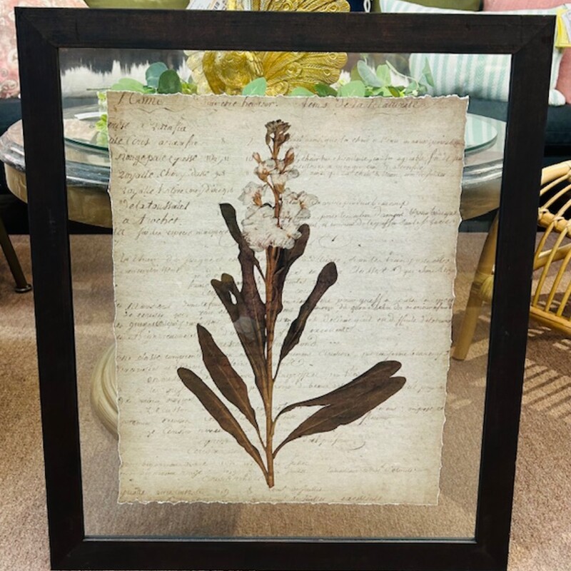 Gladiolus Ripped Script In Glass Print
Cream Brown Green Size: 23 x 27H
Retails: $427 for set of 4