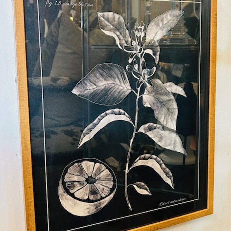 Orange Blossom Sketch in Wood Frame
Black White Brown Size: 16 x 20H