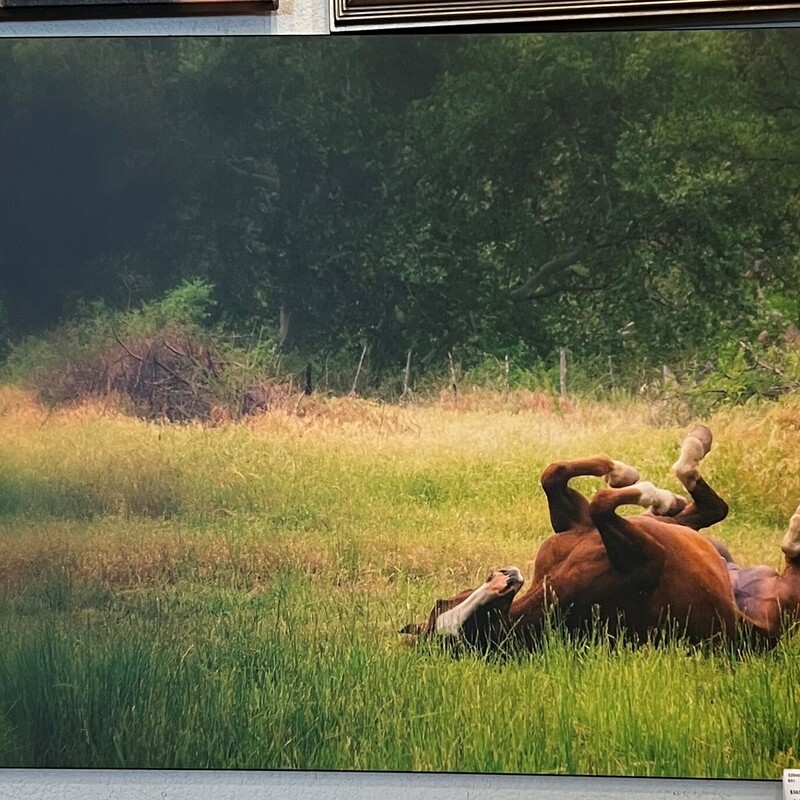 Horse At Play Steamboat, Photo, Local Artist
36in x 24in