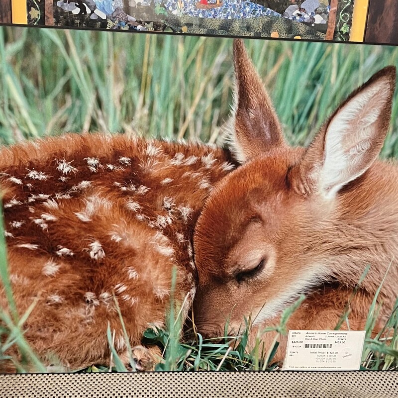 Doe A Deer Photo, J.Jones, Local Art
24in x 17in