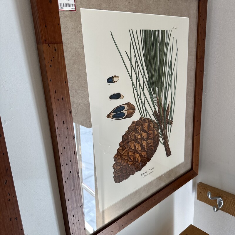 Framed Pinecone