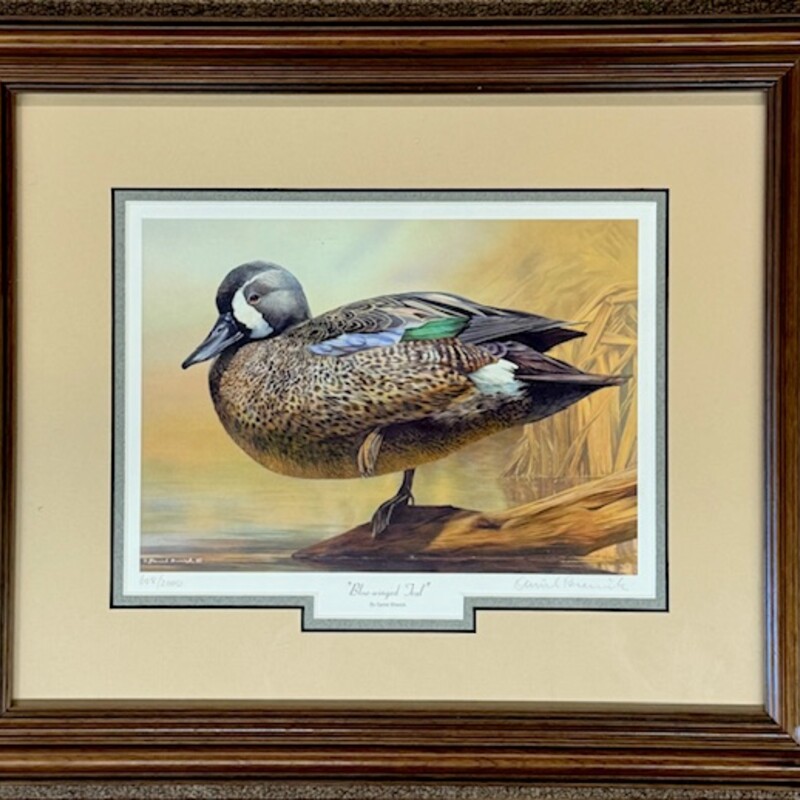 Blue Winged Teal Signed Print
Brown Green Tan
Size: 17x14.5H