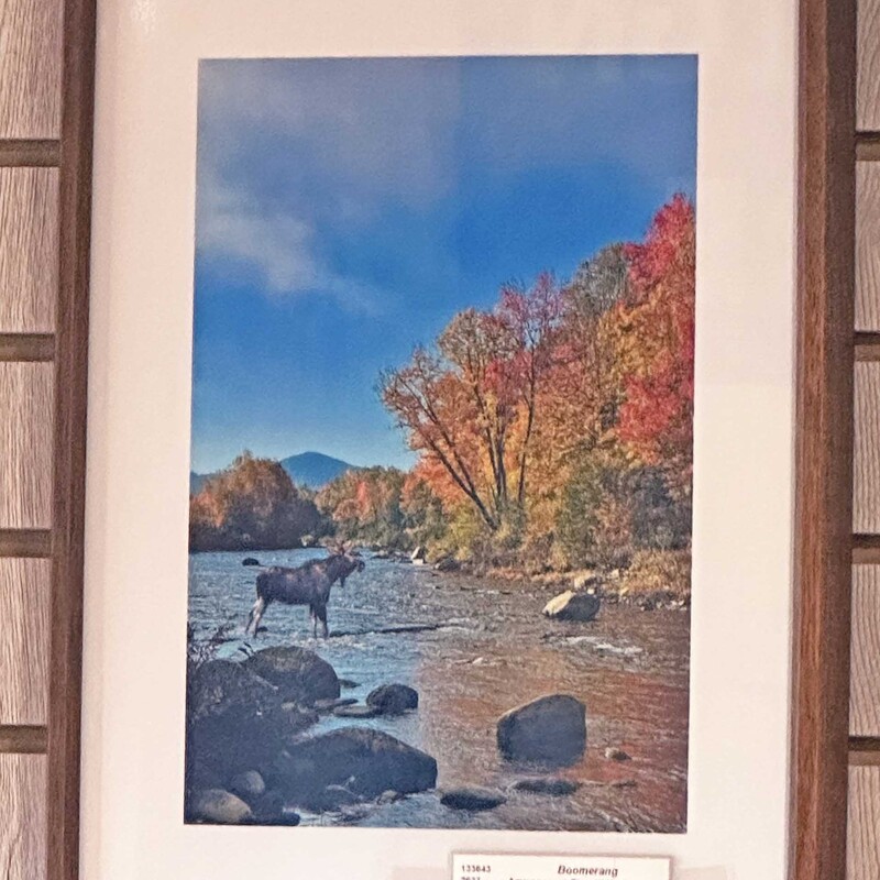 Ammonoosuc River with Moose Photo
12 x 17