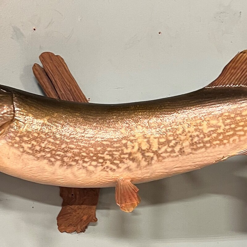 Northern Pike Taxidermy, Trophy, Vintage, 36in