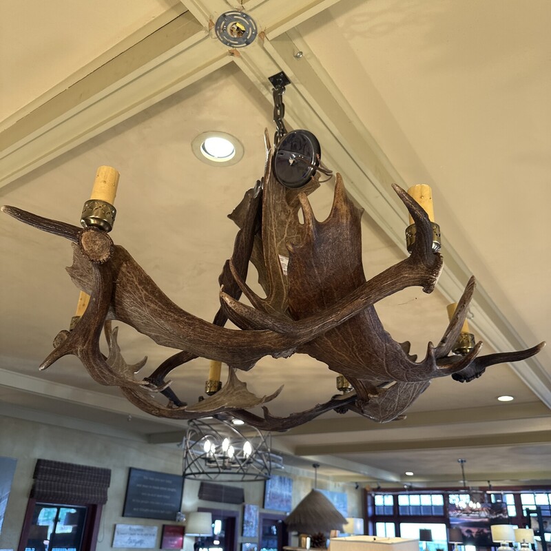 Moose Antler Six Light Chandelier<br />
<br />
 Size: 32Rx24T