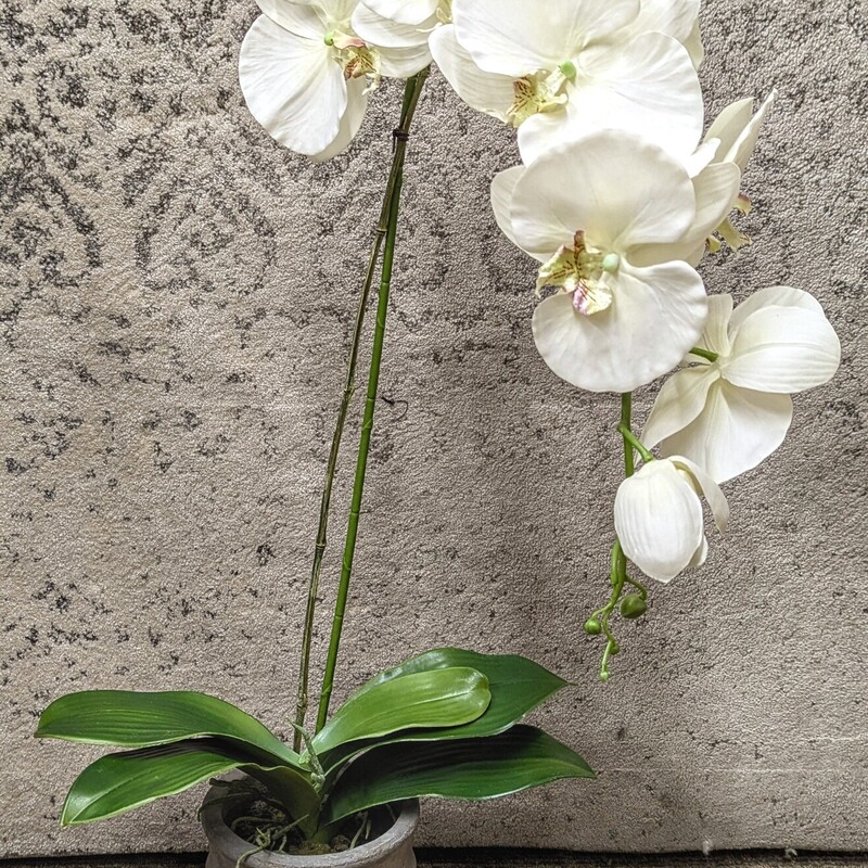 Orchid In Stone Pot