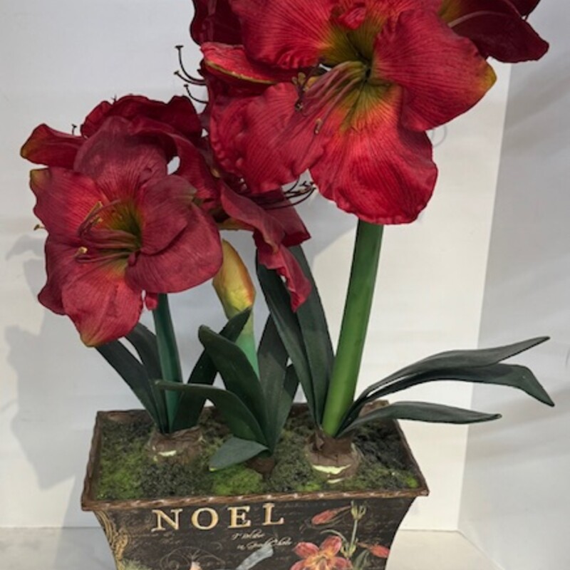 Armaryllis In NoelPlanter