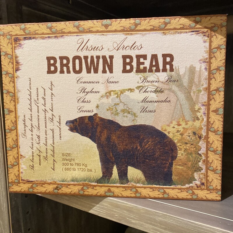 Brown Bear