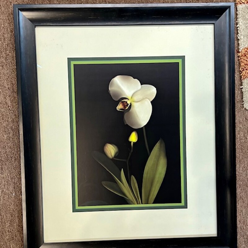 Orchid By Susan Barmon
White, Black, Green
Size: 24x27.5H