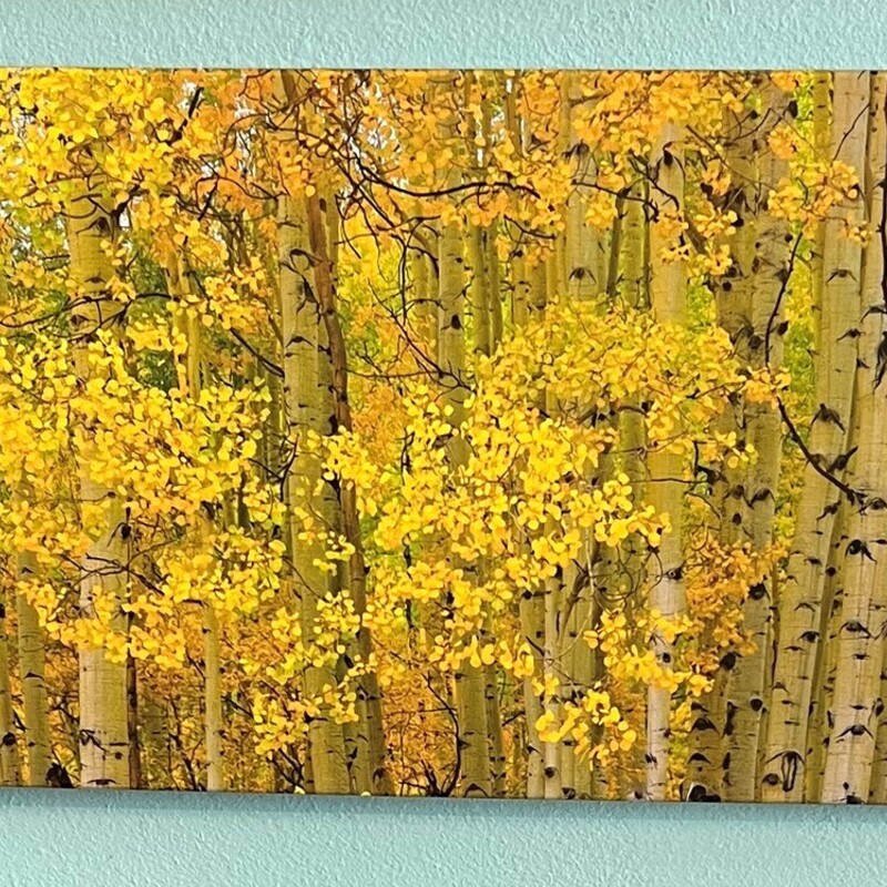 Aspen Trees Local Artist, Photo, Canvas
55in x 18in