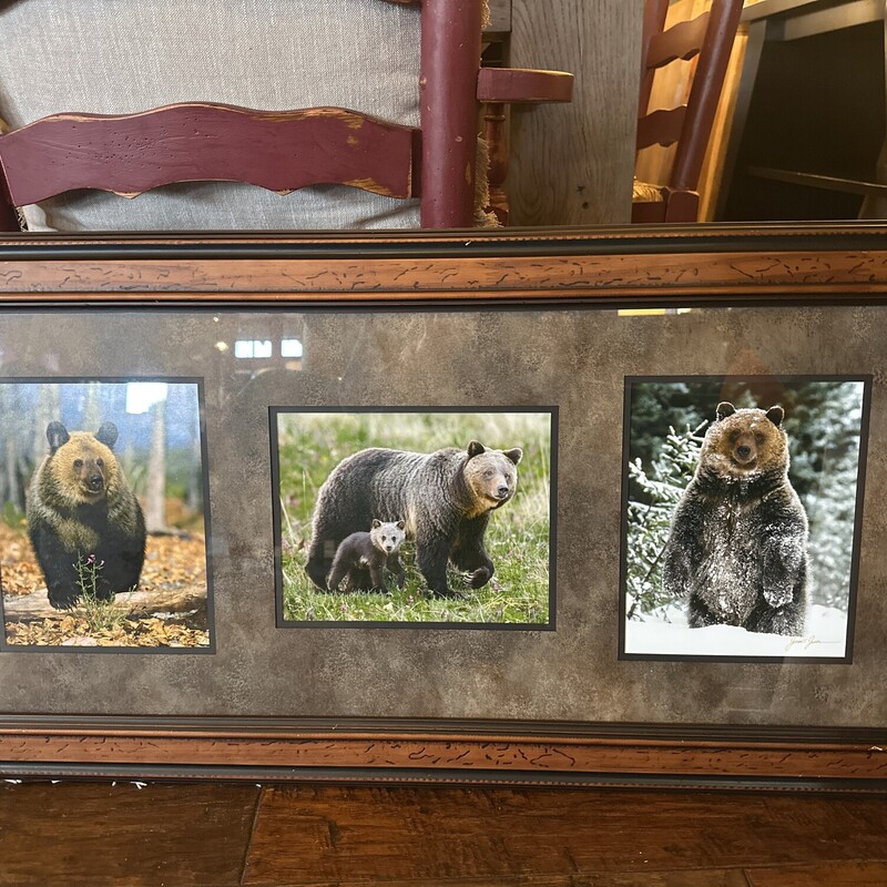 Three Bear Photos