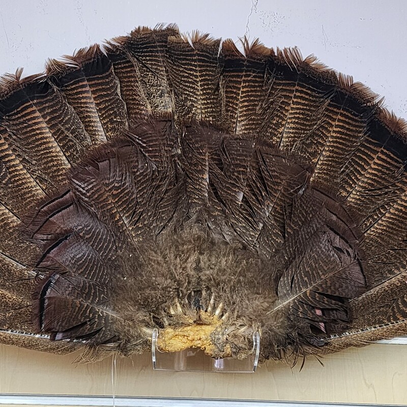 Turkey Tail Feathers, Fan, Size: 29 In