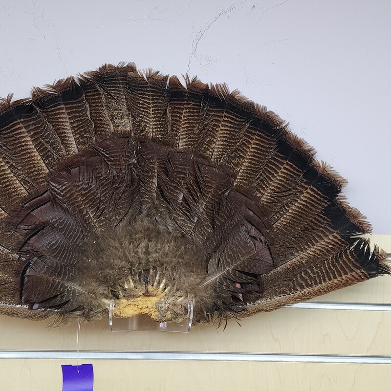 Turkey Tail Feathers