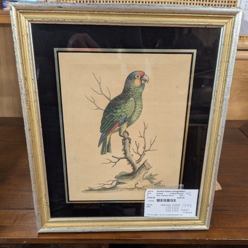 Blue Cheeked Parrot, G.edward, Engraving 13.5in x 15.5in