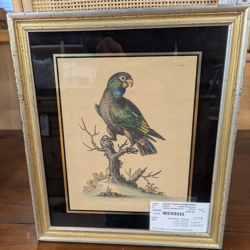 Yellow Cheeked Parrot, G.edward, Engraving 13.5in x 15.5in