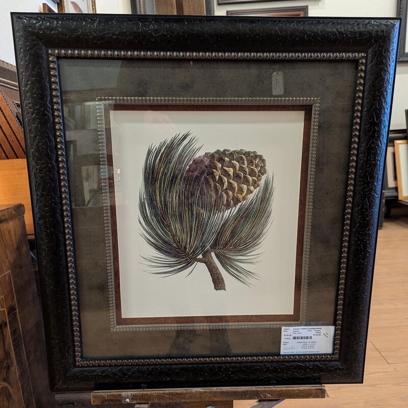 Pine Cone, Print, Framed 25w x 37h