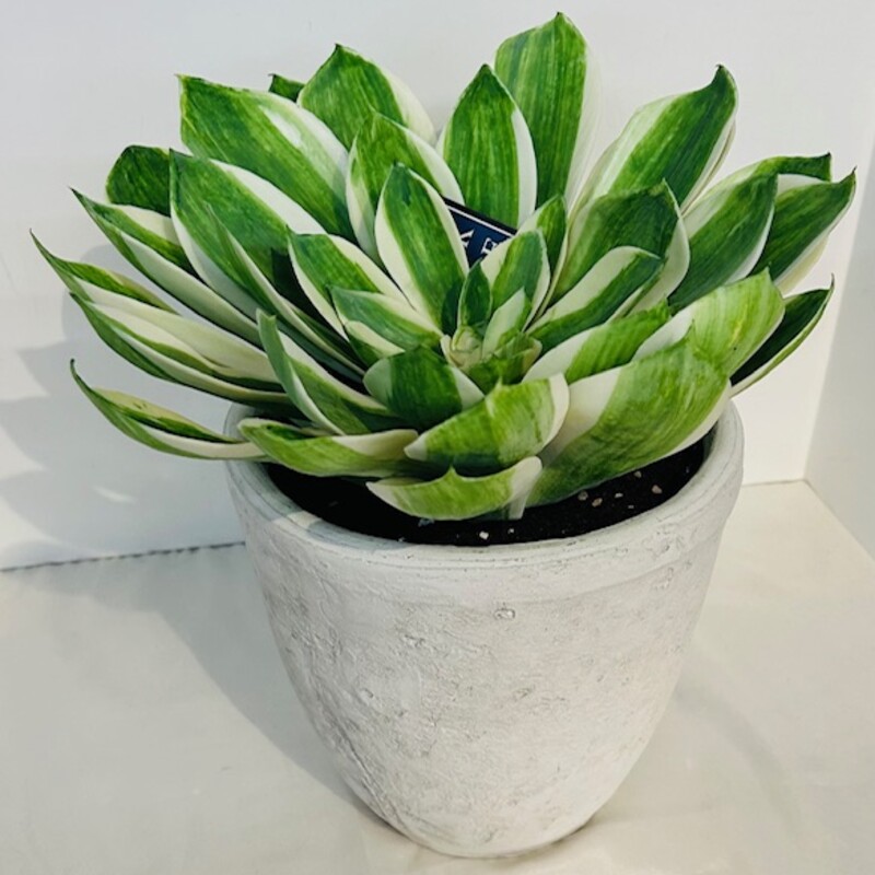 Park Place Home Faux Echeveria Plant in Stone Pot
Green White Gray Size: 10 x 10H