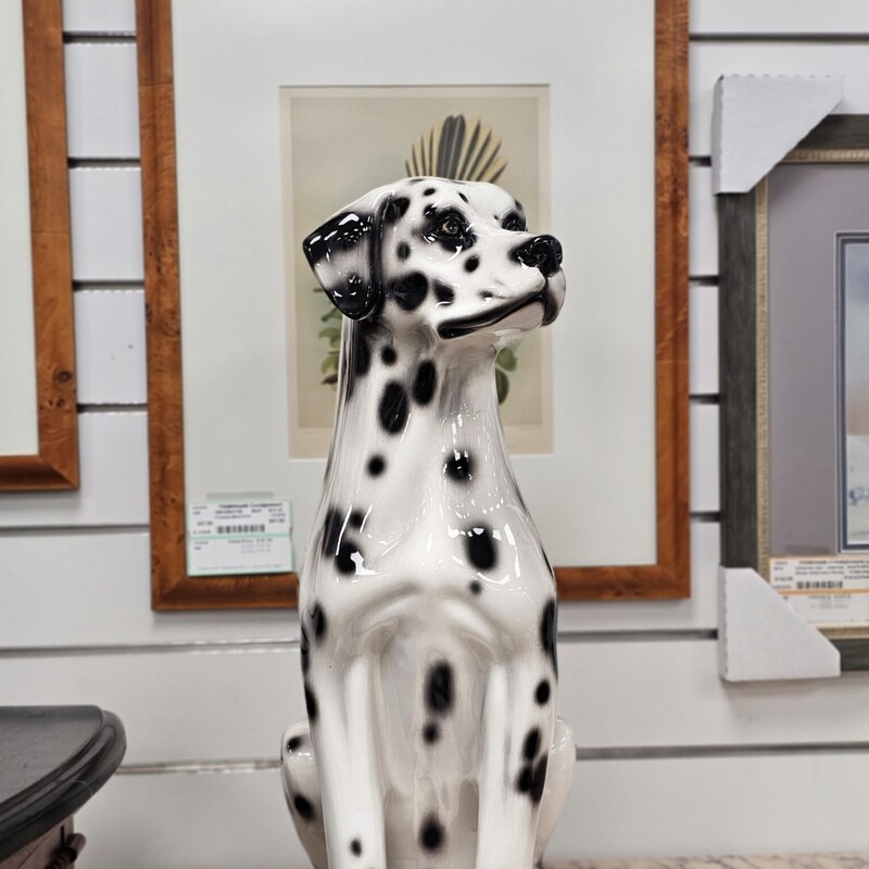 Dalmation Dog