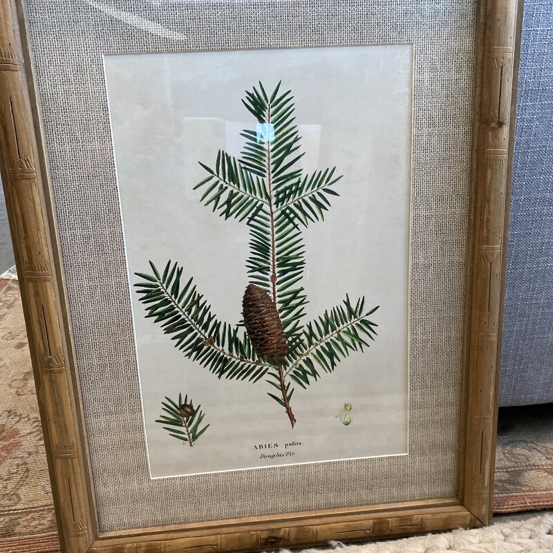 Douglas Fir