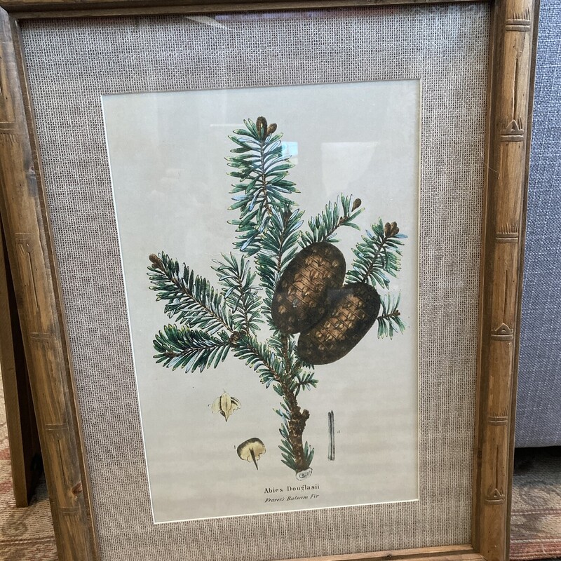 Balsam Fir