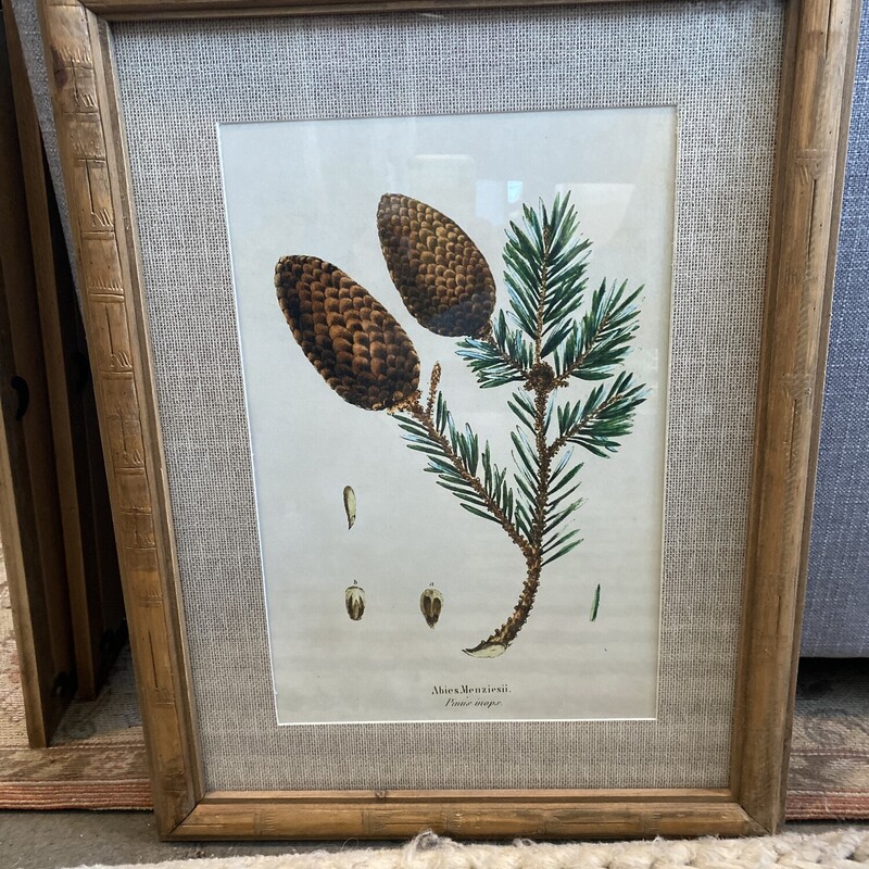 Pinecone