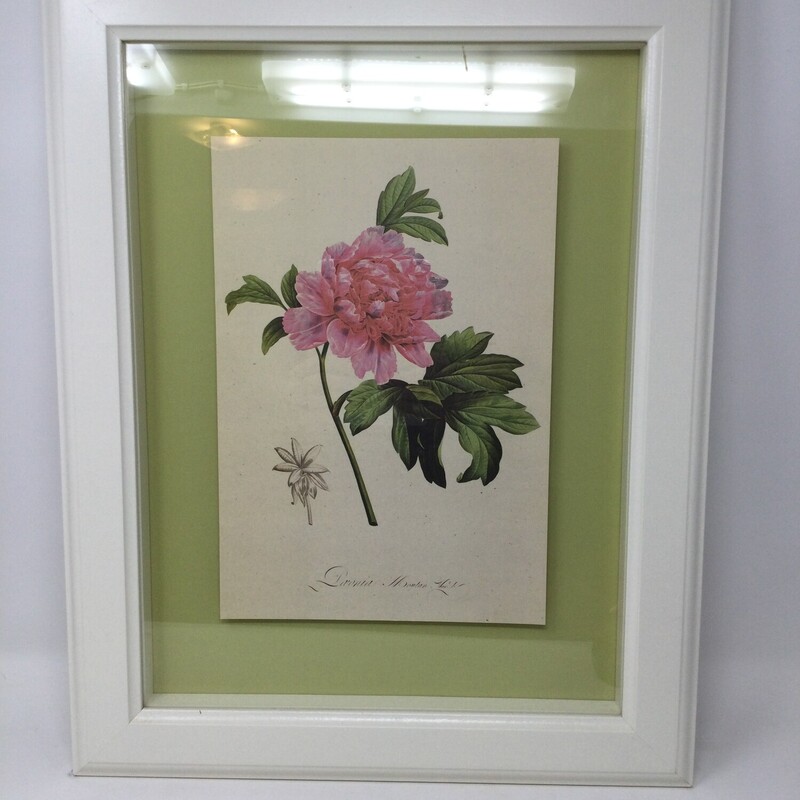 Framed Botanical