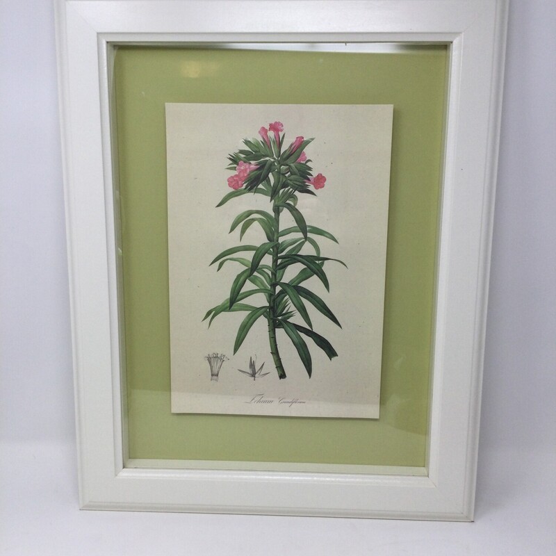 Framed Botanical