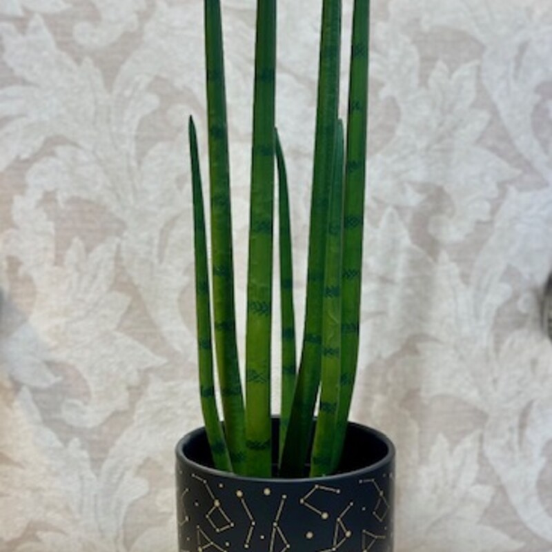 Snake Plant Constellation