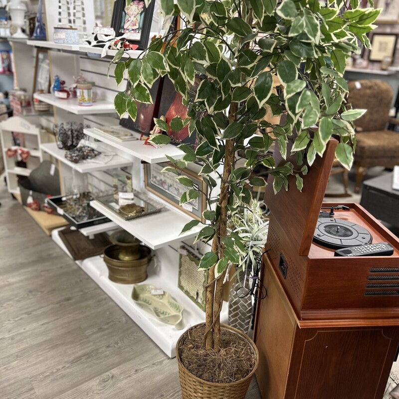 Tall Tree In Basket