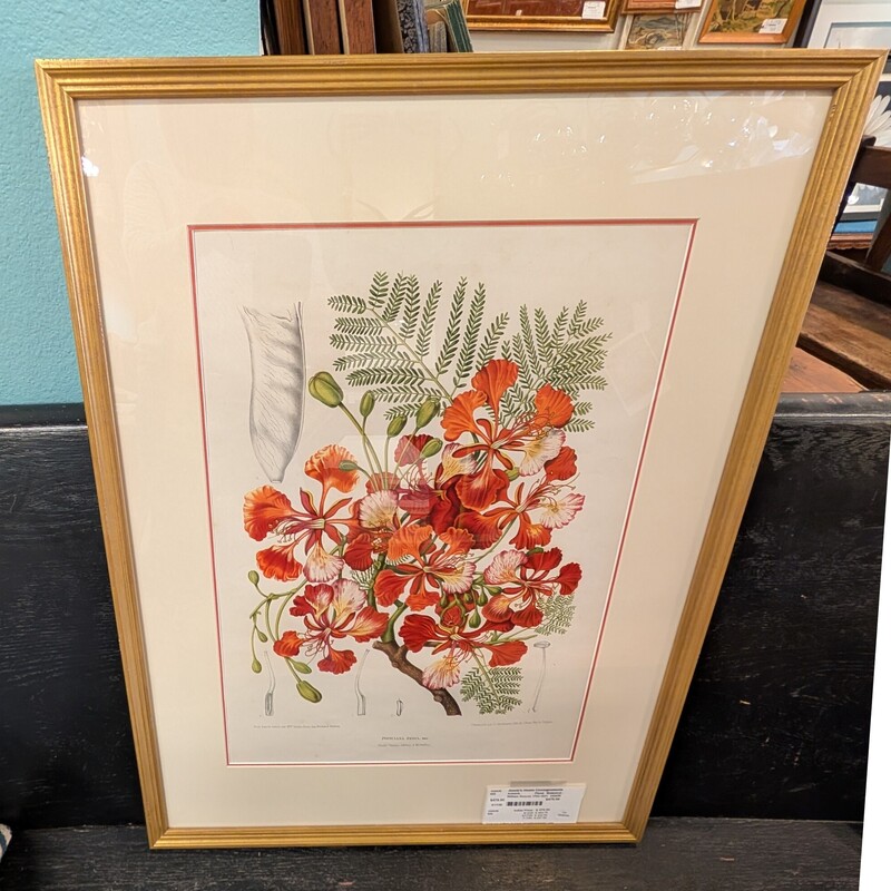 William Roscoe 1753-1831, Floral, Botanical
21 x 28h