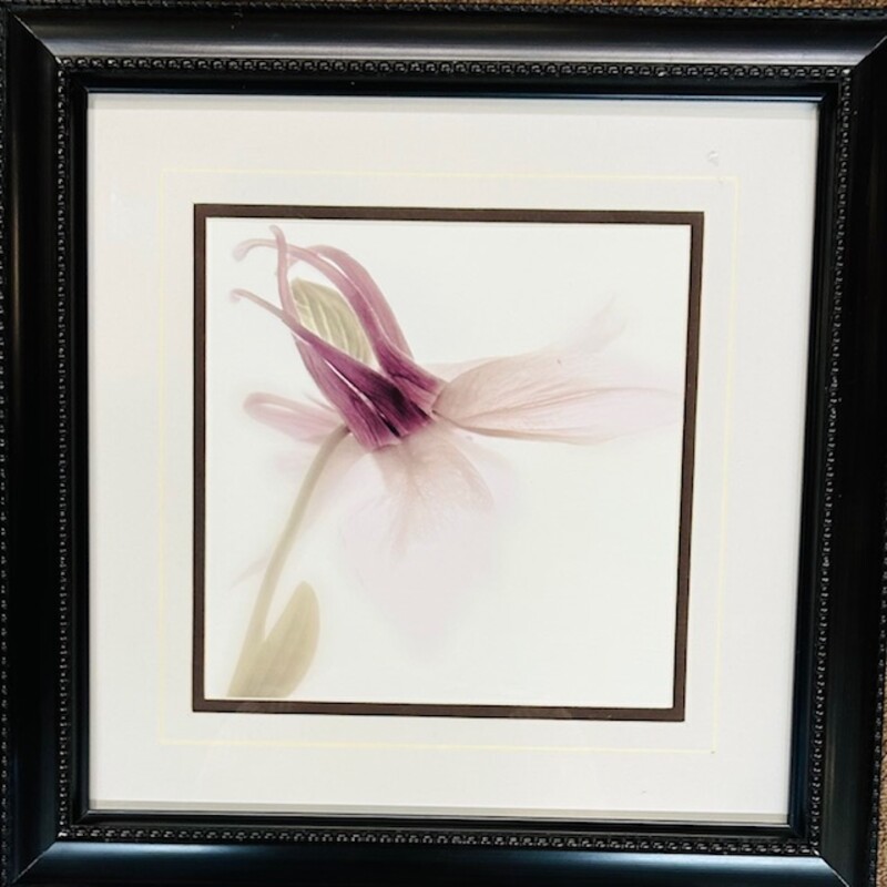 Geissler Flower Photograp