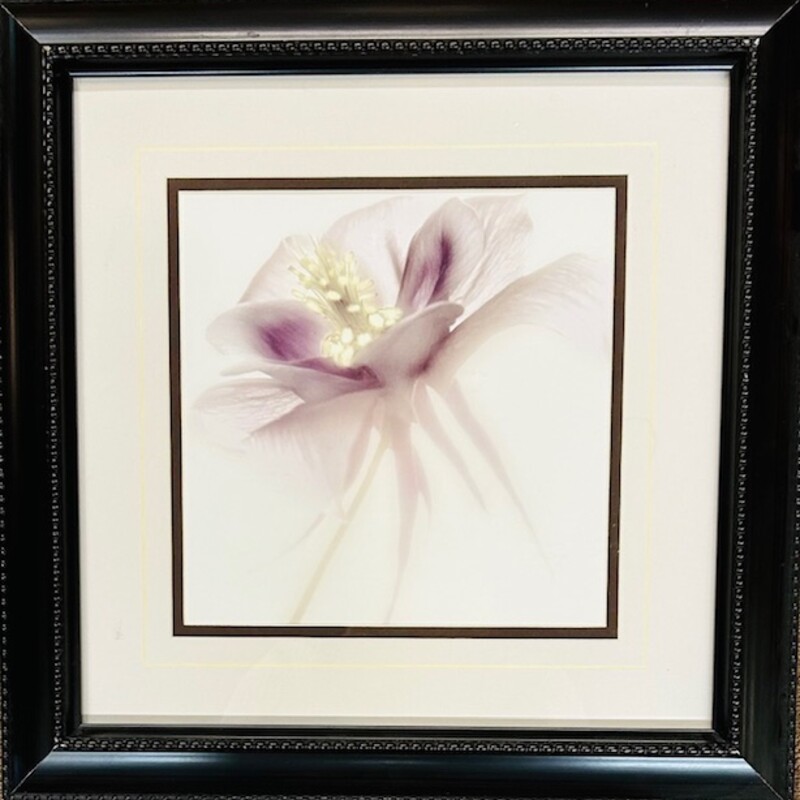 Geissler Flower Photograp
