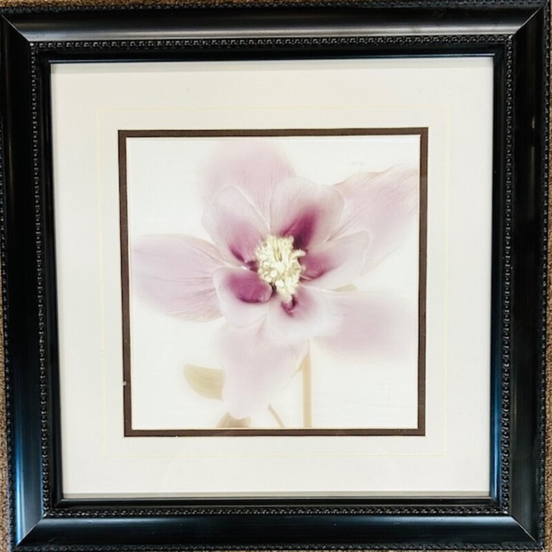 Geissler Flower Photograp